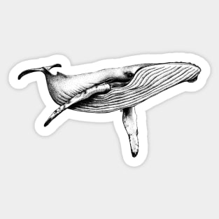 Bluewhale Sticker